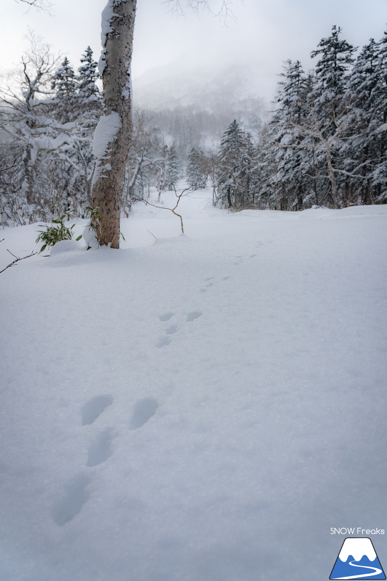 大雪山層雲峡・黒岳ロープウェイスキー場｜北海道ならではの静かな大自然とふわふわのパウダースノーを堪能するなら、のんびり真冬の『黒岳』がおススメです。